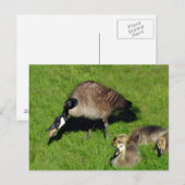 Canadese ganzen met moeder 1 briefkaart (Voorkant / Achterkant)