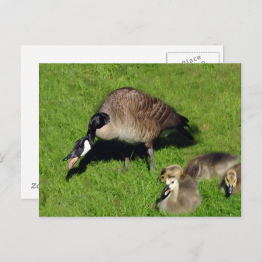 Canadese ganzen met moeder 1 briefkaart (Voorkant / Achterkant)