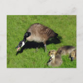 Canadese ganzen met moeder 1 briefkaart (Voorkant)