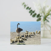 Canadese ganzen met moeder briefkaart (Staand voorkant)