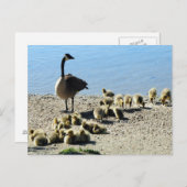 Canadese ganzen met moeder briefkaart (Voorkant / Achterkant)