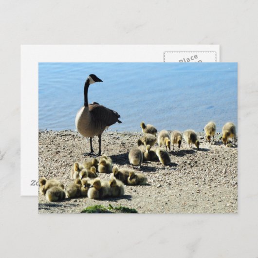 Canadese ganzen met moeder briefkaart (Voorkant / Achterkant)