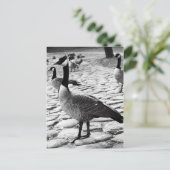 Canadese ganzen nabij het Briefkaart van het meer (Staand voorkant)