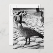 Canadese ganzen nabij het Briefkaart van het meer (Voorkant / Achterkant)