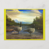 Canadese ganzen op het Beaver Lake. -briefkaart Briefkaart (Voorkant)