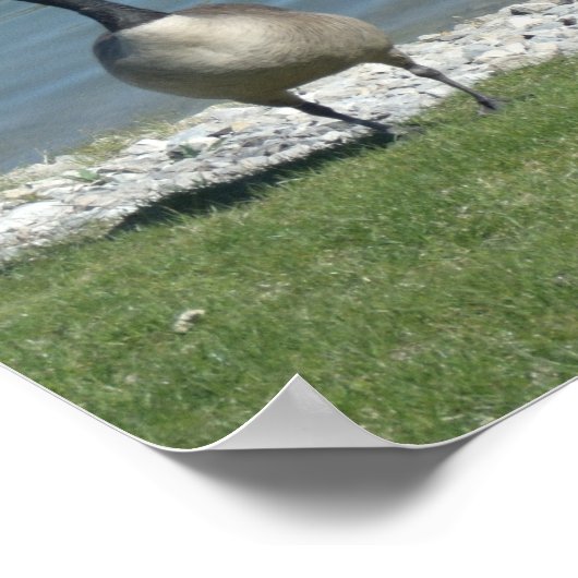 Canadese ganzen poster (Hoek)