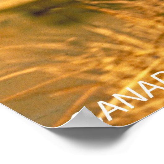 Canadese ganzen poster (Hoek)