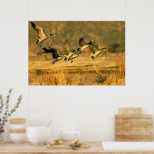 Canadese ganzen poster (Keuken)