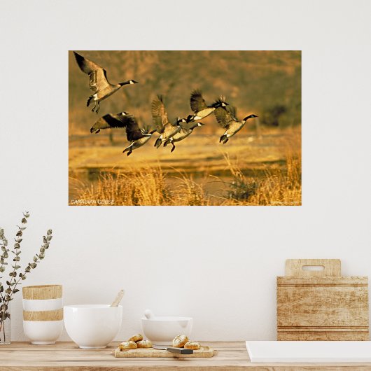 Canadese ganzen poster (Keuken)