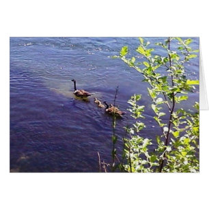 Canadese ganzenfamilie