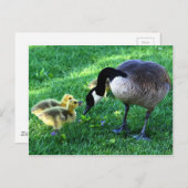 Canadese ganzenfamilie briefkaart (Voorkant / Achterkant)