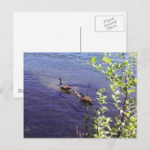 Canadese ganzenfamilie briefkaart (Voorkant / Achterkant)