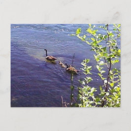 Canadese ganzenfamilie briefkaart