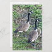 Canadese ganzenfamilie briefpapier (Voorkant / Achterkant)