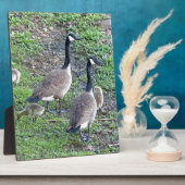 Canadese ganzenfamilie fotoplaat (Zijkant)
