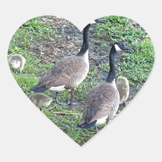 Canadese ganzenfamilie hart sticker (Voorkant)