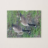 Canadese ganzenfamilie legpuzzel (Horizontaal)