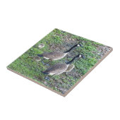 Canadese ganzenfamilie tegeltje (Zijkant)