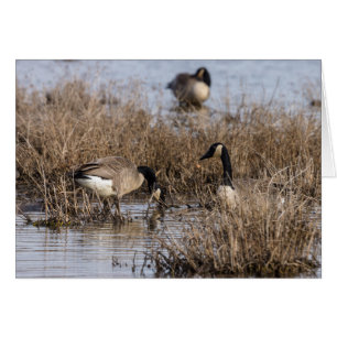 Canadese Gese Snack Time