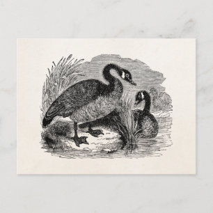 Canadese goose Bird - Geese Birds Sjabloon Briefkaart