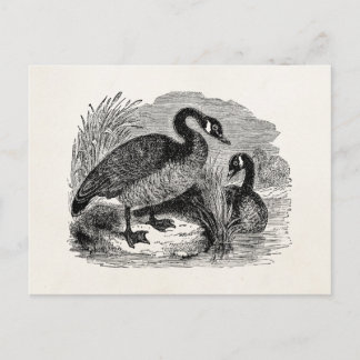 Canadese goose Bird - Geese Birds Sjabloon Briefkaart