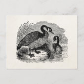  Canadese goose Bird - Geese Birds Sjabloon Briefkaart (Voorkant)