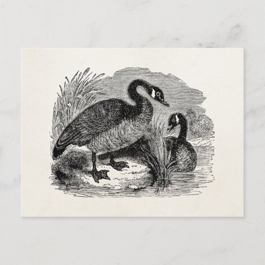  Canadese goose Bird - Geese Birds Sjabloon Briefkaart (Voorkant)