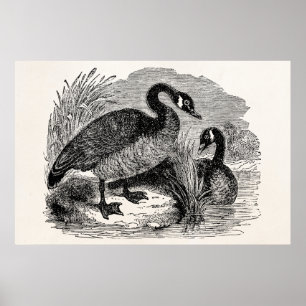 Canadese goose Bird - Geese Birds Sjabloon Poster