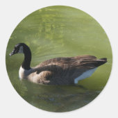 Canadese Goose Stickers (Voorkant)