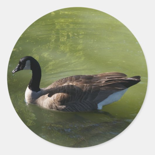 Canadese Goose Stickers (Voorkant)
