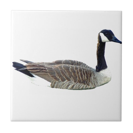 Canadese Goose Tile Tegeltje (Voorkant)