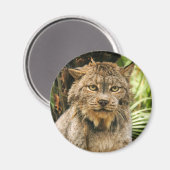 Canadese Lynx 4200e Magneet (Voorkant / Achterkant)
