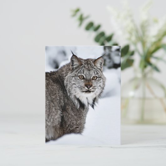Canadese Lynx in de Sneeuw Briefkaart (Staand voorkant)