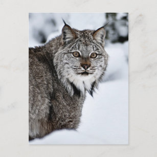 Canadese Lynx in de Sneeuw Briefkaart