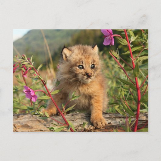 Canadese Lynx Jong, Alaska Briefkaart (Voorkant)