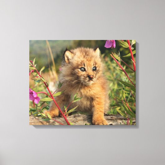 Canadese Lynx Jong, Alaska Canvas Afdruk (Voorkant)