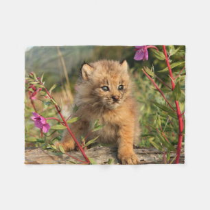 Canadese Lynx Jong, Alaska Fleece Deken