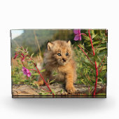 Canadese Lynx Jong, Alaska Fotoblokken (Voorkant)