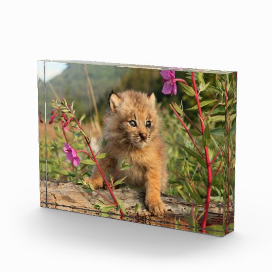 Canadese Lynx Jong, Alaska Fotoblokken (Rechts)