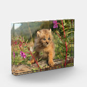 Canadese Lynx Jong, Alaska Fotoblokken (Links)