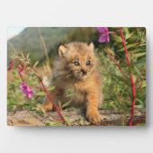 Canadese Lynx Jong, Alaska Fotoplaat (voorkant)
