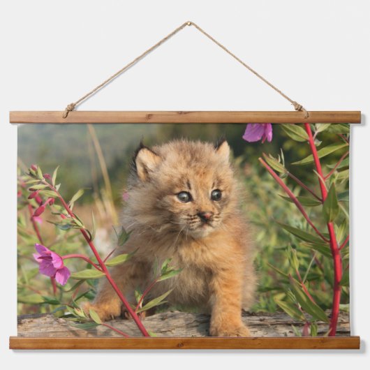 Canadese Lynx Jong, Alaska Hangend Wandkleed (Voorkant)