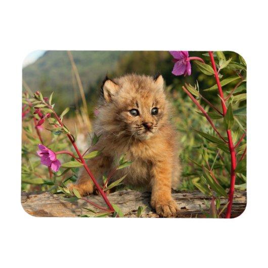 Canadese Lynx Jong, Alaska Magneet (Horizontaal)