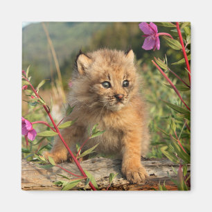 Canadese Lynx Jong, Alaska Magneet