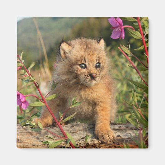 Canadese Lynx Jong, Alaska Magneet (Voorkant)