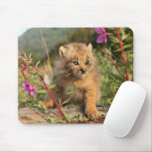 Canadese Lynx Jong, Alaska Muismat (Met muis)