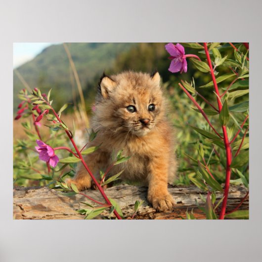 Canadese Lynx Jong, Alaska Poster (Voorkant)