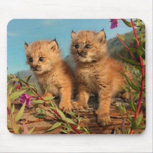 Canadese Lynx Jongen, Alaska Muismat