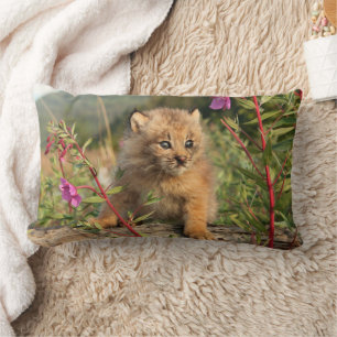 Canadese Lynx Kitten, Alaska Kussen