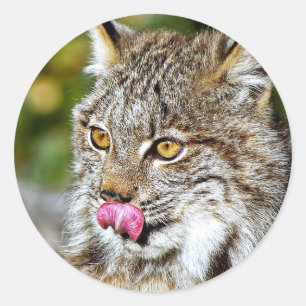 Canadese lynx - likken zijn karbonades ronde sticker